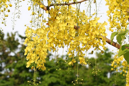 goldenshowertree